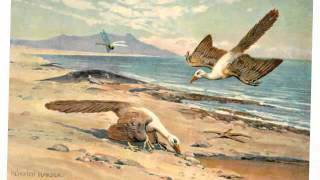 Der Archaeopteryx Ein Brückentier  Biologie  Evolution [upl. by Campos]