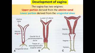 ERD10 Development of genital system 2 Genital ductsexternal genitalia [upl. by Martijn]