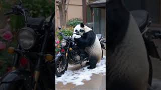 pandabikework [upl. by Schweiker]