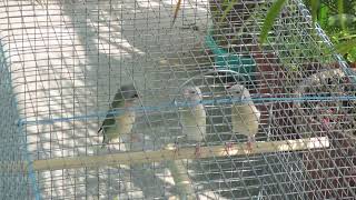 Gouldian Finch Dance Training to baby gouldians gouldianfinches finches [upl. by Lodovico346]