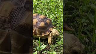 Los 3 diferentes tipos de tortugas 🐢 y sus características shorts tortugas [upl. by Seerdi809]