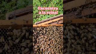 Encuentra la 🐝abeja reina bee honeybee naturaleza honey abejas nature [upl. by Eissim]