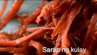 Argentina Corned Beef TVC 30s  Coco Martin [upl. by Kirwin]