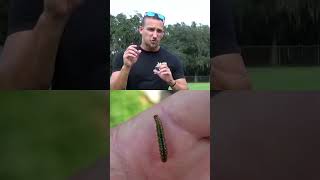 HOW TO TREAT SOD WEB WORMS IN YOUR SAINT AUGUSTINE GRASS HAVE A GREAT SUMMER LAWN [upl. by Aicercul]