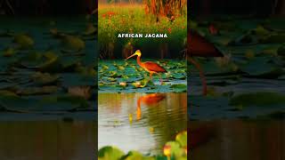 African Jacana shorts trending animals wildlife [upl. by Enitnelav]