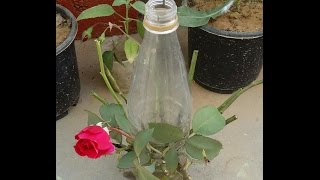 rose water layering  success video report HomeGarden [upl. by Ahsemac]