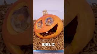 10 000 Mealworms Devour a Jack Olantern [upl. by Woothen115]