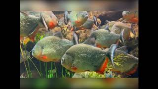 Caribe Piranha’s Pygocentrus Cariba At The Memphis Zoo [upl. by Otina403]