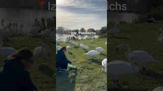 Заповедная зона в городе Пильвайсх nature swans [upl. by Lawry967]