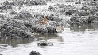 Siberische Strandloper de Putten Camperduin 892015 Guus van Duin [upl. by Gereron905]