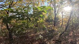 Some trees and plants in Oklahoma [upl. by Yatnohs]