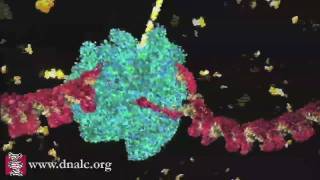 DNA Transcription Basic [upl. by Ettevroc293]