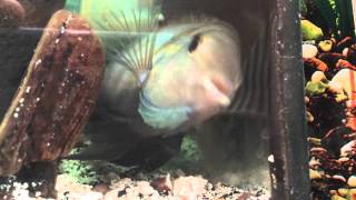 Male Convict Cichlid trying to kill female to save fry [upl. by Eiuqnimod]