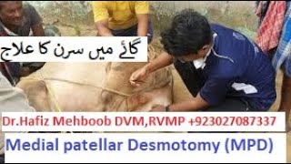 Upward Patellar Fixation in Cow amp Treatment with Medial Patellar Desmotomy MPD by DrHafiz Mehbob DVM [upl. by Singband]