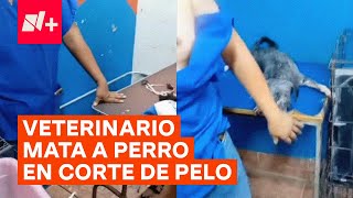 Entre lágrimas denuncian a veterinario que mató a un perro cuando le iba a cortar el cabello  N [upl. by Ivey164]