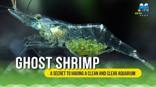 Make Your Fish Tank Clean Effectively With Algae Eater Ghost Shrimp auqarium shrimp algaeeater [upl. by Ham]