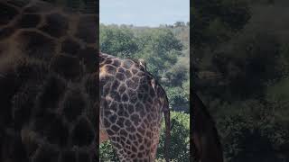 Redbilled Oxpeckers grooming a Giraffe in Kruger Park wildlife krugerpark safari nature [upl. by Danziger665]