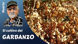 𝗚𝗔𝗥𝗕𝗔𝗡𝗭𝗢𝗦 como cultivar garbanzos Proceso completo [upl. by Airotcivairam549]