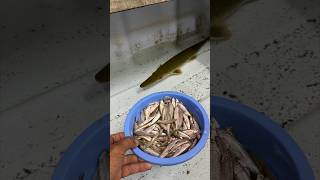 Alligator Gar 100 Fish Feeding nature alligatorgar kurla food monstergarfish aquarium shorts [upl. by Nnybor]