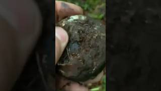 ww2 field telephone found part 2 found metal detecting Scotland garret ace 250 [upl. by Harp]