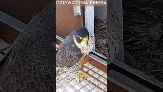 Dziewczyna Fibera birds falcons nest [upl. by Enelcaj]