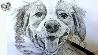 How to Draw a Dog in Pencil Step by Step and Easy [upl. by Kinelski]