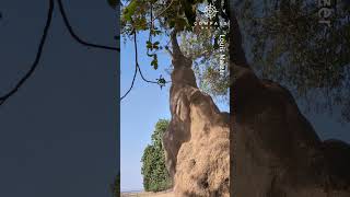 Elephant Stands on Back Legs to Eat Branch Above Tourists [upl. by Asilaj]