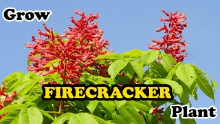 how to grow Firecracker Plant  Russelia Equisetiformis [upl. by Ydnat]