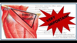 quotUnlocking the Femoral Triangle Essential Knowledge for Medical Studentsquot Anatomy Student Zone [upl. by Carew]