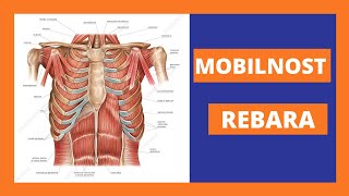VJEŽBA ZA MOBILNOST PRSNOG KOŠA [upl. by Ahsikram]