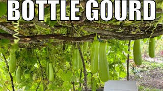 GROWING BOTTLE GOURD [upl. by Llenyl26]