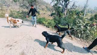 ROTTWEILER VS SAINT BERNARD FIGHTDOG FIGHT [upl. by Barrada267]