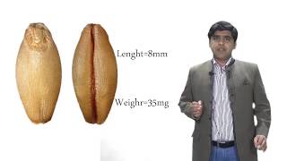 Wheat Grainkernel componentproteinGluteninGliadinGluten and seed Refraction [upl. by Ivek]