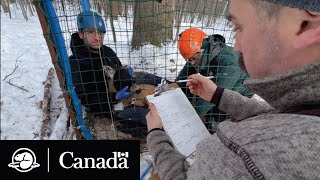 Monitoring Deer Movement  Climate Crew  Parks Canada [upl. by Edualc]