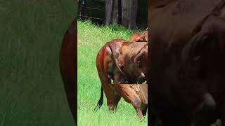 🔴 BRAHMAN ROJO ✅ Ganado De Engorde [upl. by Sherill532]