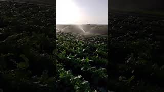 Irrigazione dottobre farming agriculture farmer irrigation cimedirapa orto agricultura pax [upl. by Elidad]