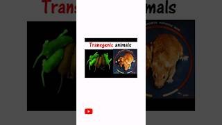 Transgenic Animals [upl. by Aenat]