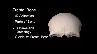 Frontal Bone anatomy 3D Frontal bone of skull anatomy notes parts features and osteology [upl. by Sug680]