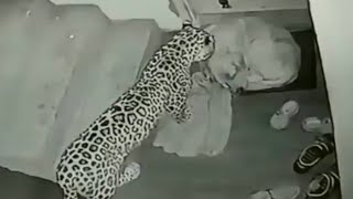 LEOPARD BREAKS IN AND ATTACKS DOG [upl. by Brookes751]