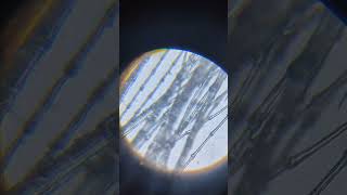 Birds feather under microscope 🔬🦠 microscopechallenge microscope [upl. by Lovell]