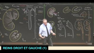 Anatomie des reins droit et gauche 1 Abdomen 9 [upl. by Elliot]