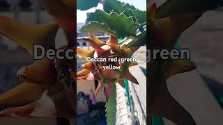 Deccan red yellow green beautiful Dragon Fruit song [upl. by Enaasiali]