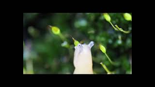 Slug Deroceras reticulatum unsuccessfully trying to predate a capsule of the moss Zygodon forsteri [upl. by Oznofla]