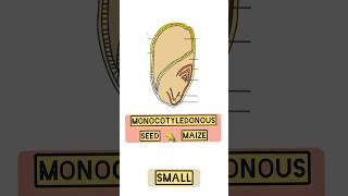 Structure of monocotyledonous seed Maize 🌽in 17 sec [upl. by Aleiram848]