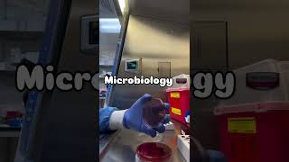 Microbiologie hospital تعلم pharmacist اكسبلور medicalstudent doctor algerie [upl. by Mchenry136]