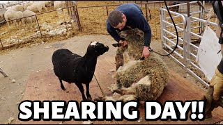 SHEARING DAY and someone has a crush on Charlie  Vlog 764 [upl. by Aved937]