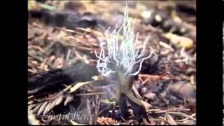 Xylaria Hypoxylon [upl. by Enylhsa]