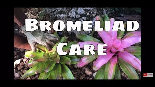 Bromeliads Series Pt 1 Bromeliads Indoor amp Outdoor Bromeliad Care [upl. by Burnie]