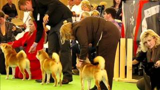 WorldDogShow Paris  Shiba Inu  Jaklho Keep A Dream In Your Pocket [upl. by Loma]