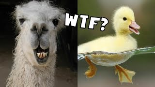 THE MOST STUPID GAME EVER  Llama or Duck [upl. by Acinej]